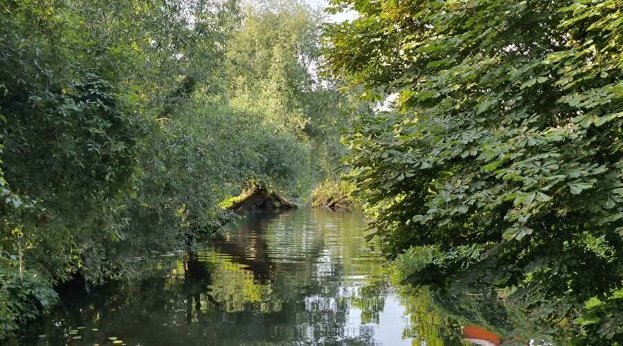 Stille Wasser, wilde Tiere